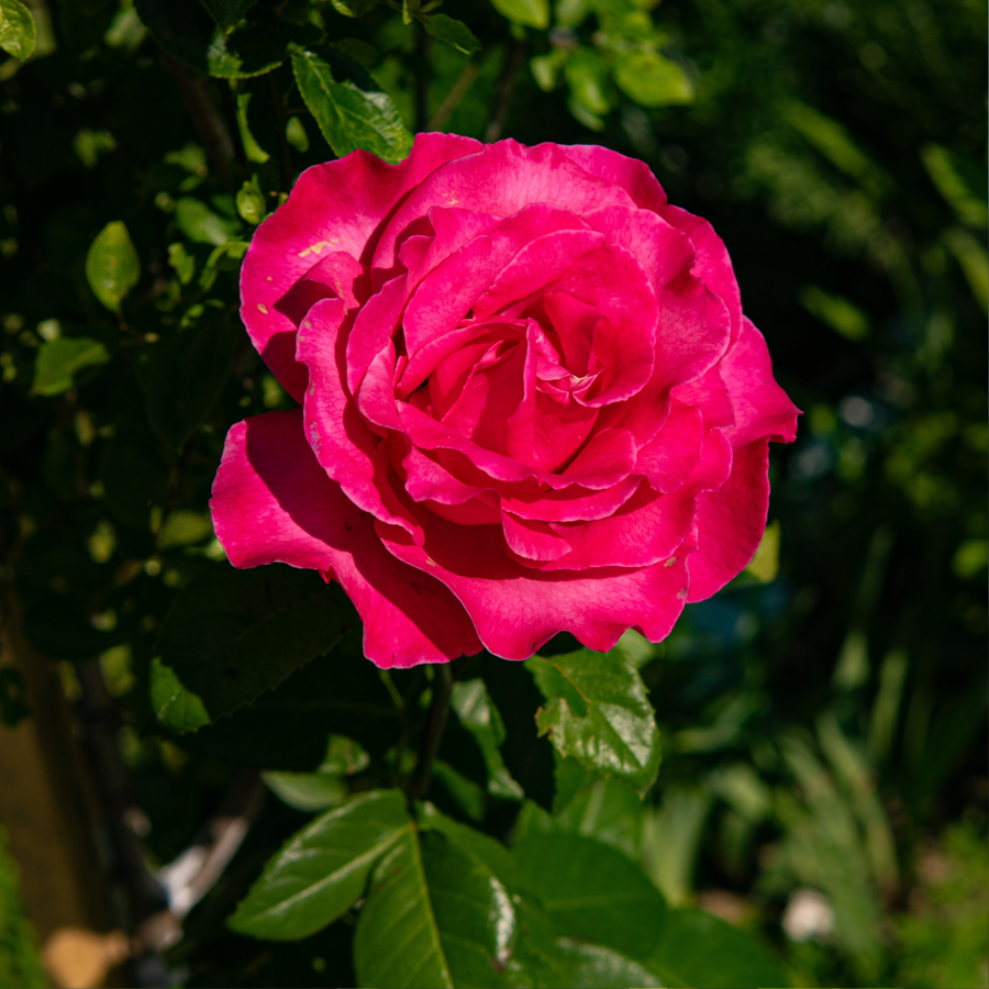 Dark Pink Roses
